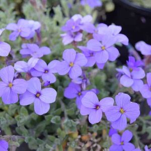 Aubrieta 'Blue Cascade' (Cascade Series) ---